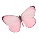pinkbutterfly