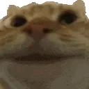 Cat Yes CatYes Discord Emoji
