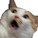 :shookcat: shookcat