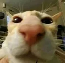 heheCat heheCat