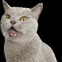 cat_grey_scream