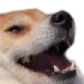 doglaugh