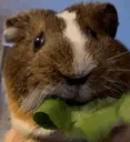 snoop_obese