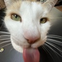 meoww Discord emoji
