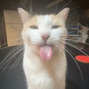 meow2 Discord emoji