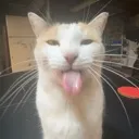 meow2
