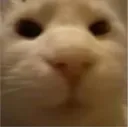 profuselyfunnycat profuselyfunnycat