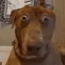 girlwhatthefuck