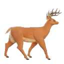 deerchain