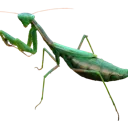 bmantis