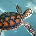e_tartaruga