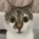 catstare catstare