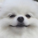 dog_smug Discord sticker from Niveous Gaming