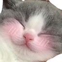 cat_socuteblushomg custom emote - Niveous Gaming