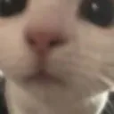 meowmeowmeow Discord Emoji