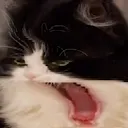 omg