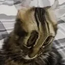 ayobro