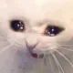 heartistCat_Pain