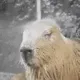 capybarashower