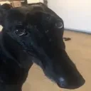 longface longface