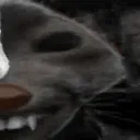 kyoxdd2