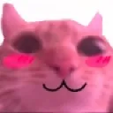 catblush catblush