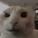 PG_huh11