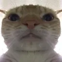 straightcat Discord Emoji