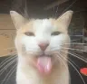 blehhh