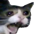 catcry Discord Emoji