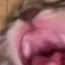CatScream