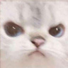 KU_CatAngery Discord emoji