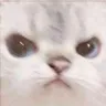 KU_CatAngery