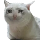 sadcat Discord Emoji