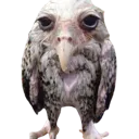 bird