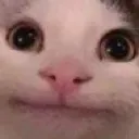 cat1934s cat1934s