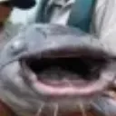 fishy