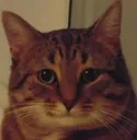 concern_cat