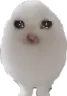 sadeggcat sadeggcat