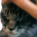 PETTHEBUNKI