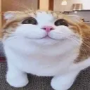 catpolite