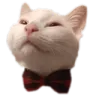 bowtiecat