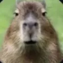 rodent