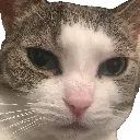 tearycat Discord Emoji