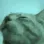 TTEPartyCat