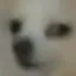 susdog