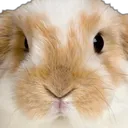 enderbunny_stare enderbunny_stare
