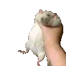 RatShake1
