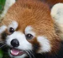 redpandanom Discord Emoji