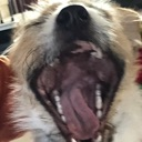 screamdog Discord emoji